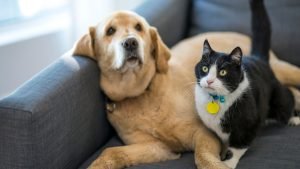 Planning for Pets in a New Custom Home
